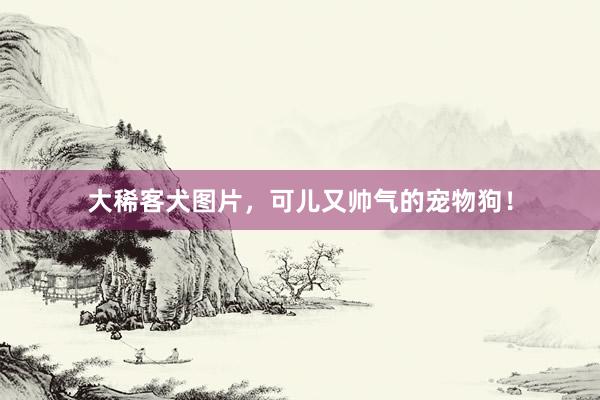 大稀客犬图片，可儿又帅气的宠物狗！